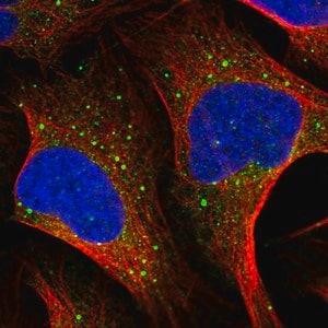 Merck Anti-MSH5 antibody produced in rabbit
