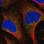 Merck Anti-MSH5 antibody produced in rabbit