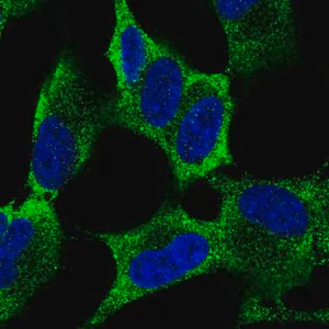 Merck Anti-MEX3A antibody produced in rabbit