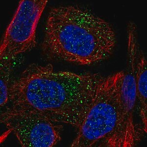 Merck Anti-TMEM8B antibody produced in rabbit