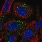 Merck Anti-TMEM8B antibody produced in rabbit