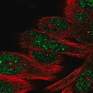 Merck Anti-DHX35 antibody produced in rabbit
