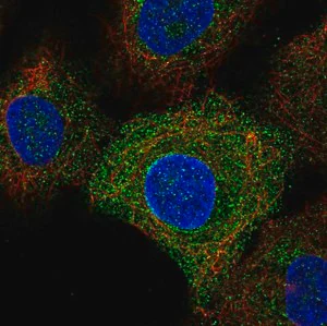 Merck Anti-TLR6 antibody produced in rabbit