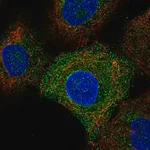 Merck Anti-TLR6 antibody produced in rabbit