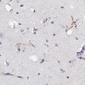 Merck Anti-GPR26 antibody produced in rabbit