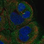 Merck Anti-PITPNM1 antibody produced in rabbit