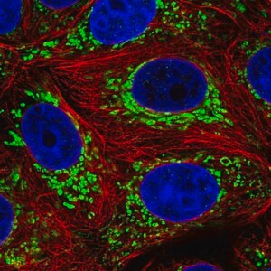 Merck Anti-DNLZ antibody produced in rabbit