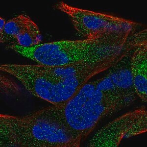 Merck Anti-OLFML2B antibody produced in rabbit