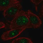 Merck Anti-ZNF692 antibody produced in rabbit