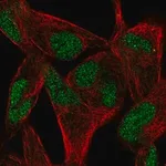 Merck Anti-RELT antibody produced in rabbit