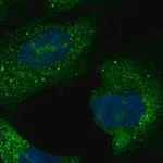 Merck Anti-C15orf61 antibody produced in rabbit