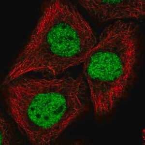 Merck Anti-GRHL2 antibody produced in rabbit