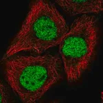 Merck Anti-GRHL2 antibody produced in rabbit