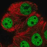 Merck Anti-ATXN1L antibody produced in rabbit