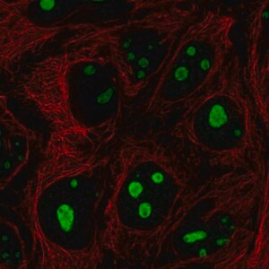 Merck Anti-SREK1IP1 antibody produced in rabbit