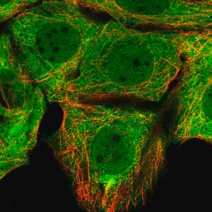 Merck Anti-FKBP4 antibody produced in rabbit