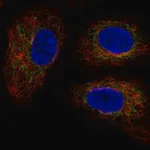 Merck Anti-TMEM11 antibody produced in rabbit