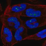 Merck Anti-NKIRAS2 antibody produced in rabbit