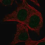 Merck Anti-MSC antibody produced in rabbit