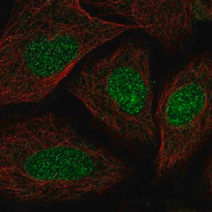 Merck Anti-SYCE2 antibody produced in rabbit
