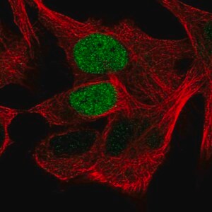 Merck Anti-POU3F1 antibody produced in rabbit