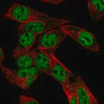 Merck Anti-NR1I2 antibody produced in rabbit