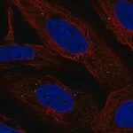 Merck Anti-LMNTD2 antibody produced in rabbit