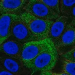Merck Anti-SRMS antibody produced in rabbit