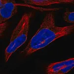 Merck Anti-NRM antibody produced in rabbit