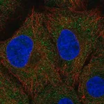 Merck Anti-UNKL antibody produced in rabbit