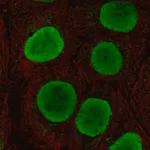 Merck Anti-SOX15 antibody produced in rabbit