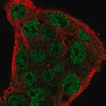 Merck Anti-SOCS1 antibody produced in rabbit