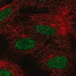 Merck Anti-FIZ1 antibody produced in rabbit