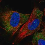 Merck Anti-FAM175B antibody produced in rabbit