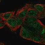 Merck Anti-SERGEF antibody produced in rabbit
