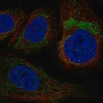 Merck Anti-YARS2 antibody produced in rabbit