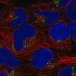 Merck Anti-ASTN1 antibody produced in rabbit
