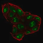 Merck Anti-SP5 antibody produced in rabbit