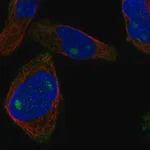 Merck Anti-CUZD1 antibody produced in rabbit