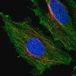 Merck Anti-HYDIN antibody produced in rabbit