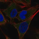 Merck Anti-SHC4 antibody produced in rabbit