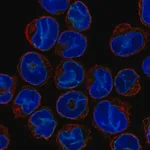 Merck Anti-SLA antibody produced in rabbit