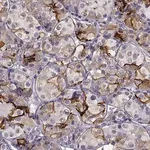 Merck Anti-TGFBR3L antibody produced in rabbit