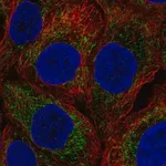 Merck Anti-NOD1 antibody produced in rabbit