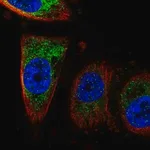Merck Anti-CISD1 antibody produced in rabbit
