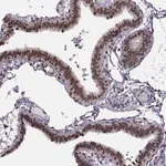 Merck Anti-INTS3 antibody produced in rabbit