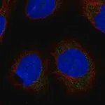 Merck Anti-LETMD1 antibody produced in rabbit