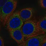 Merck Anti-AP3D1 antibody produced in rabbit