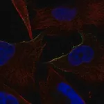 Merck Anti-ADRA1B antibody produced in rabbit