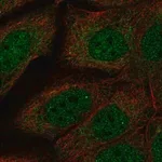 Merck Anti-NDN antibody produced in rabbit
